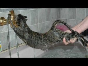 Banyodan Nefret Eden Kediler